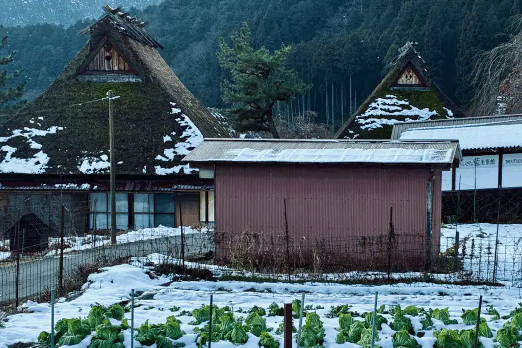 前兩天下雪，高麗菜都被冰心了。